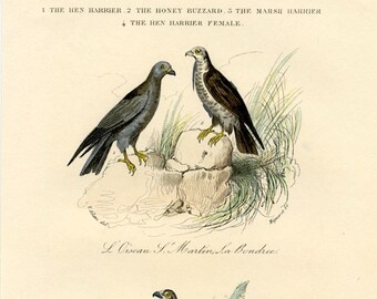 Birds of Prey, Hen Harriers, Honey Buzzard, Marsh Harrier, Victor Adam, Hand Colored Lithograph, 1841, French, too, Lovely condition