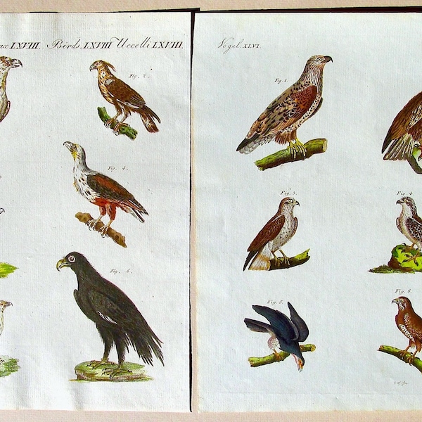 Birds of Prey, 12 Hawks, Falcons, 2 Antique, Hand Colored, Copperplate Engravings, 1803, Bertuch, Portefeuille, Amazing Condition