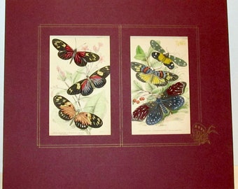 Butterflies, c.1840s Hand Colored Lithographs, Lizars, Acid-Free Decorated Mat, Acid-Free Backing, Ready to Frame