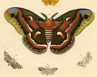 c.1807 Illustrations/Exotic EntomologyMagnificent Color, Condition, Antique Hand Colored Engraving, Moth, Pl.XVIII, SATURNIA CECROPIA