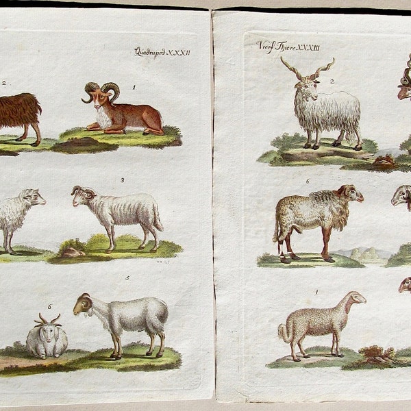 Sheep, Antique Copperplate Engravings, Remarkable, Original Hand Coloring, Superb Condition, 2 Pages, 8 Different Sheep, Bertuch, 1803