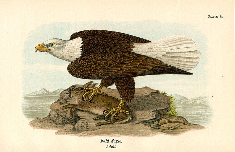 Hyacinth macaw vs bald eagle essay 08 picture