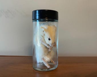Preserved Small Rat Specimen (No Tail)