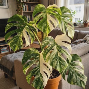 White Tiger Monstera - Etsy White Tiger Monstera - Etsy