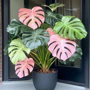 Peut inclure: Une plante Monstera en pot avec de grandes feuilles découpées aux nuances panachées de vert foncé, vert clair et rose tendre. La plante est placée dans un pot cylindrique noir mat et lisse, présentant un mélange de feuillage uni et panaché.