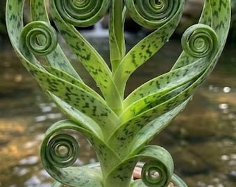 Zeldzame spiraalslangplant levend | Gekrulde Sansevieria Cylindrica | Exotische kamerplant voor binnen | Cadeau luchtzuiverende plant