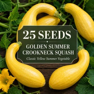 Könnte beinhalten: Eine Packung mit 25 Samen für Golden Summer Crookneck Kürbis, ein klassisches gelbes Sommergemüse. Das Bild zeigt mehrere leuchtend gelbe, gebogene Kürbisse, umgeben von grünen Blättern und einer gelben Blüte auf einer dunklen Holzoberfläche.