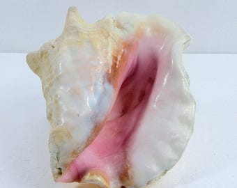 Large Queen Conch Sea Shell 9" Natural Pink 4 lbs Nautical Decor
