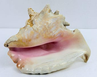 Natural Queen Conch Shell Pink Large Sea Nautical Beach House Decor Specimen 8"