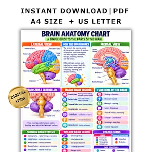May include: A digital brain anatomy chart featuring a lateral view, medial view, and brainstem and cerebellum diagrams. It includes text sections on brain functions, major regions, and health tips, with a color legend and a gold digital item seal.
