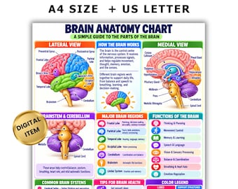 Puede incluir: Un gráfico digital de anatomía cerebral que muestra una vista lateral, una vista medial y diagramas del tronco encefálico y el cerebelo. Incluye secciones de texto sobre funciones cerebrales, regiones principales y consejos de salud.