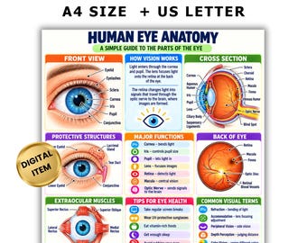 Puede incluir: Un póster educativo titulado HUMAN EYE ANATOMY con diagramas del ojo, incluyendo vista frontal, sección transversal y parte posterior del ojo. Incluye etiquetas de texto para partes como córnea, iris, pupila y retina.