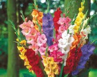 Mix di bulbi di gladiolo olandese / Fiori estivi di lusso / Confezione da 25 bulbi