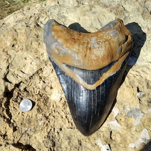 Super Huge! 9" Megalodon Primary Tooth Fossil Shark