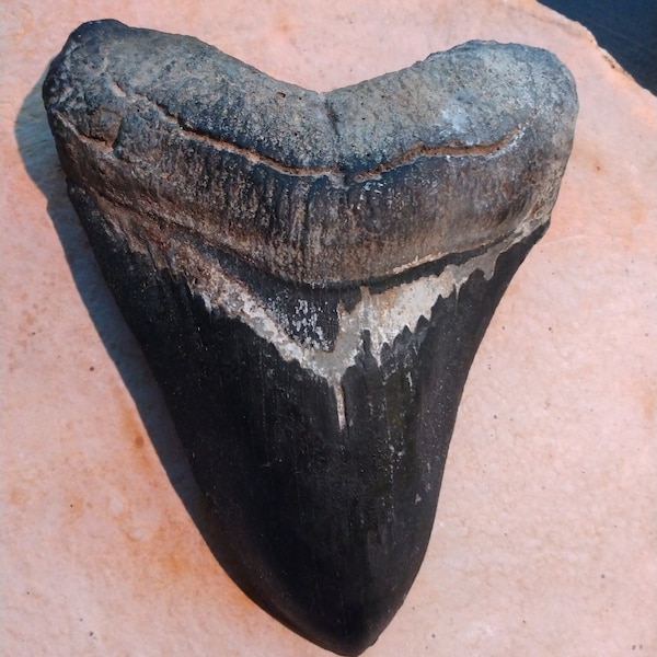 Massive 6" Megalodon Primary Tooth Fossil Shark