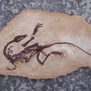 Baby Coelophysis in Matrix, Specimen #1 Fossil Dinosaur