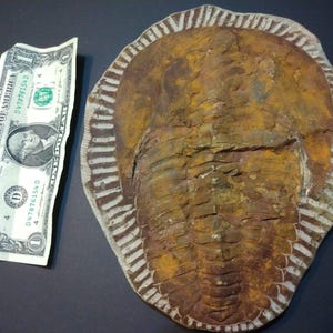 Grande fossile di dinosauro artropode marocchino trilobite Cambropallas da 9 pollici