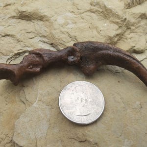 Velociraptor Claw with Finger Bones Fossil Dinosaur Jurassic Park