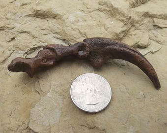 May include: A fossilized dinosaur claw, brown in color, with a curved shape. The claw is about the size of a US quarter.