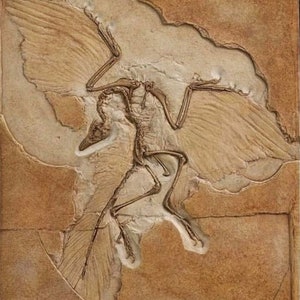 Archaeopteryx in Matrix - The &quot;Berlin&quot; Specimen Fossil Bird Dinosaur Stone