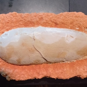 Single Oviraptor Egg in Matrix Fossil Dinosaur Stone