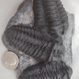 スコミムス（スピノサウルス）恐竜の歯の化石 - 白亜紀、エルハズ層