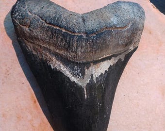 インドネシア・ジャワ島産メガロドンの歯の化石 - 本物の先史時代の