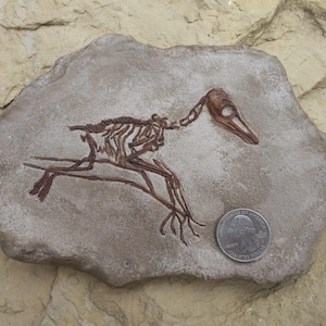 Pterodactylus Kochi in Matrix - Fossil Flying Dinosaur -Young Specimen