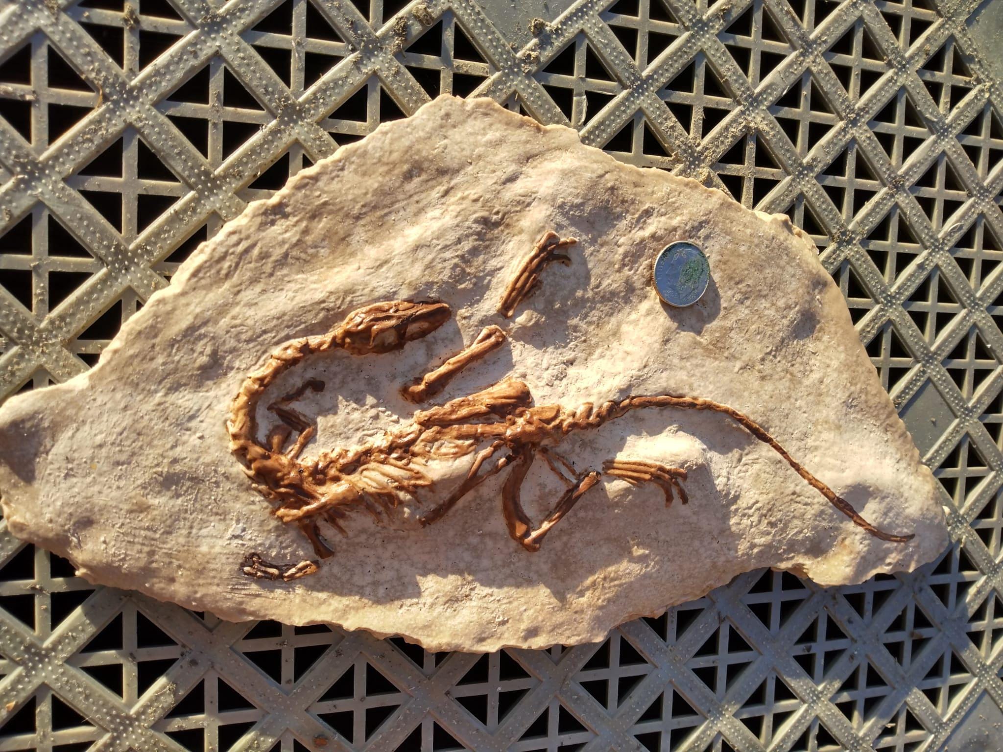 母体にあるコエロフィシスの赤ちゃん、標本 #1 化石恐竜 - 化石石