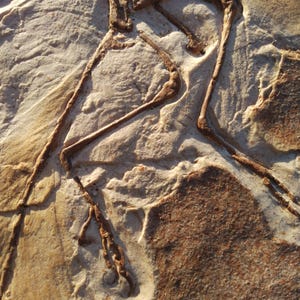 Op de afbeelding: Een close-up van een fossiele dinosaurusbeenderenafdruk in een lichtbruine en beige rots. De afdruk toont de botten van het been en de voet van de dinosaurus.