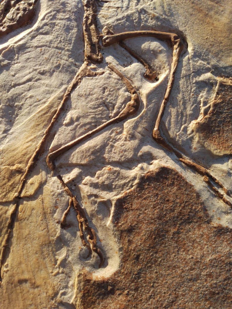 Op de afbeelding: Een close-up van een fossiele dinosaurusbeenderenafdruk in een lichtbruine en beige rots. De afdruk toont de botten van het been en de voet van de dinosaurus.