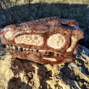 Eoraptor Skull in Matrix Fossil Dinosaur Stone