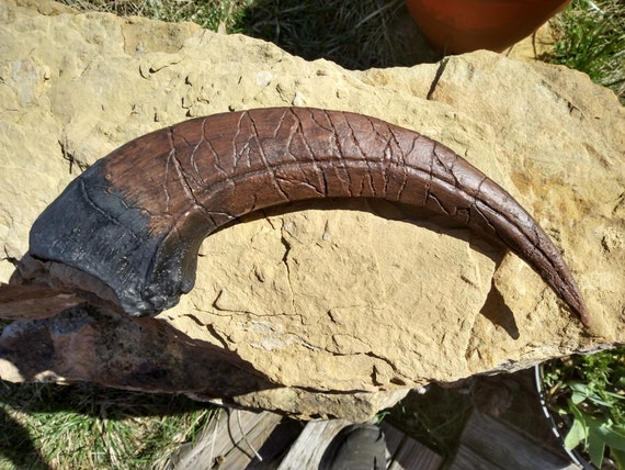 本物 ドロマエオサウルス歯化石 本物 ドロマエオサウルス歯化石 ドロマ