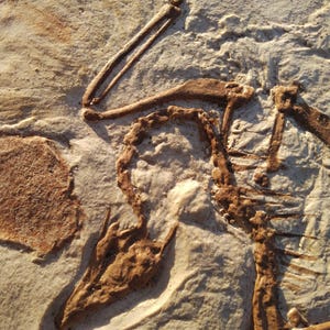 Op de afbeelding: Een close-up van een fossiel dinosaurus skelet ingebed in een lichtbruine rots. De botten zijn donkerbruin van kleur en zijn in detail zichtbaar. Het fossiel is een geweldig voorbeeld van prehistorisch leven.