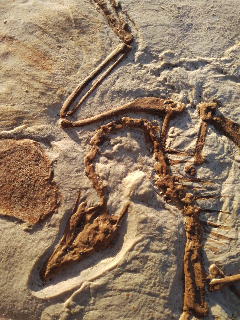 Op de afbeelding: Een close-up van een fossiel dinosaurus skelet ingebed in een lichtbruine rots. De botten zijn donkerbruin van kleur en zijn in detail zichtbaar. Het fossiel is een geweldig voorbeeld van prehistorisch leven.