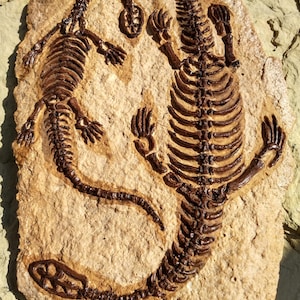 Plesiosaur Cast Plate Fossil Water Dinosaur Aquatic