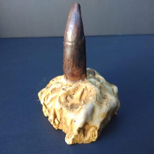 Allosaurus Fossil Dinosaur Tooth in Matrix T-Rex Velociraptor Jurassic Cretaceous
