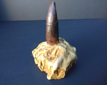 Dente de dinossauro fóssil de alossauro na matriz T-Rex Velociraptor Jurássico Cretáceo