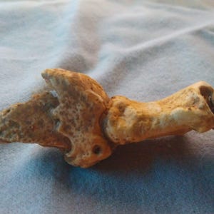 Cave Bear Claw and Toe Bones  - Fossilized Pleistocene Ursus Spelaeus Dinosaur Stone