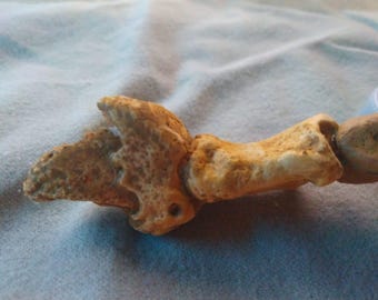 Puede incluir: Fragmento de hueso desgastado, de color beige, con una superficie rugosa y texturizada. El hueso tiene una forma curva con varias protuberancias y un extremo redondeado. El objeto parece ser un artefacto natural, posiblemente un fósil o parte de un esqueleto animal.