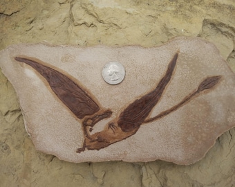 ⭐︎稀少⭐︎ アーケオプテリクス レプリカ 一品限り！始祖鳥（Archaeopteryx lithographica）のレプリカ標本