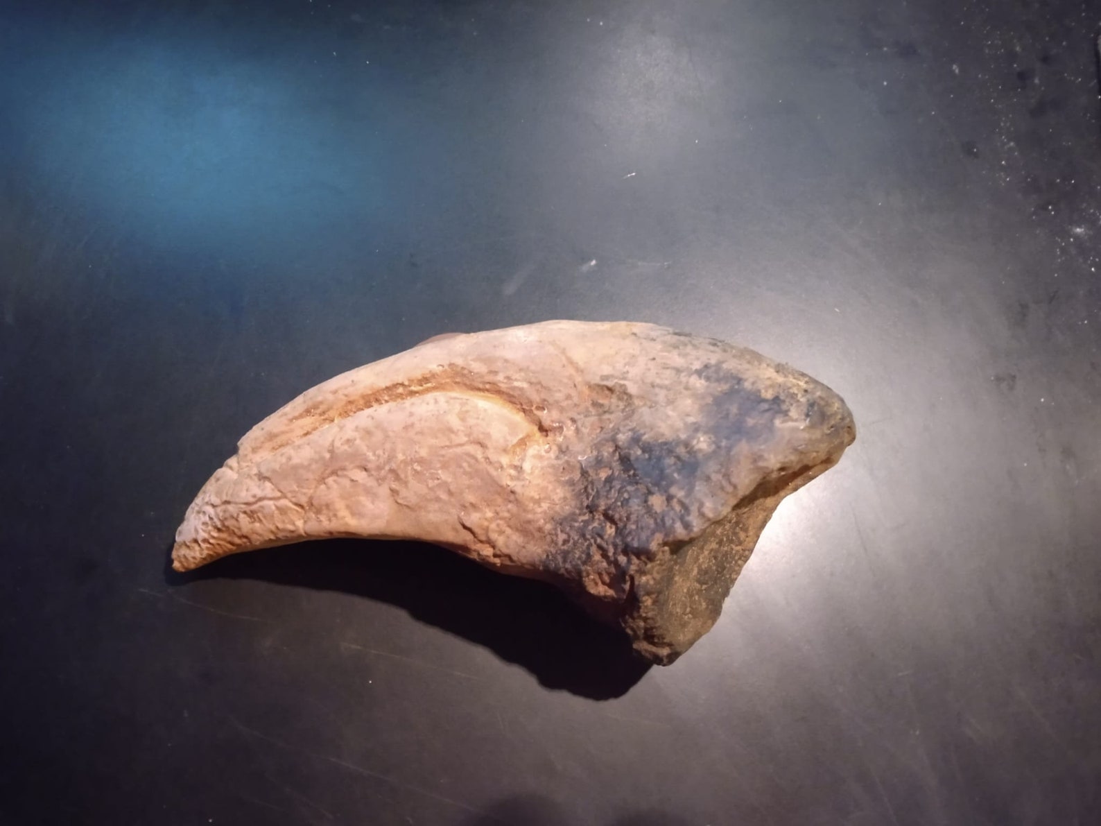 t rex toe