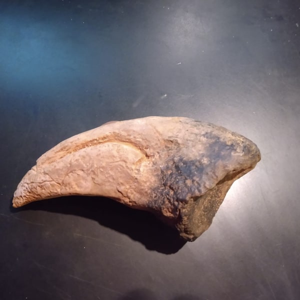 9 Inch T-Rex Toe Claw