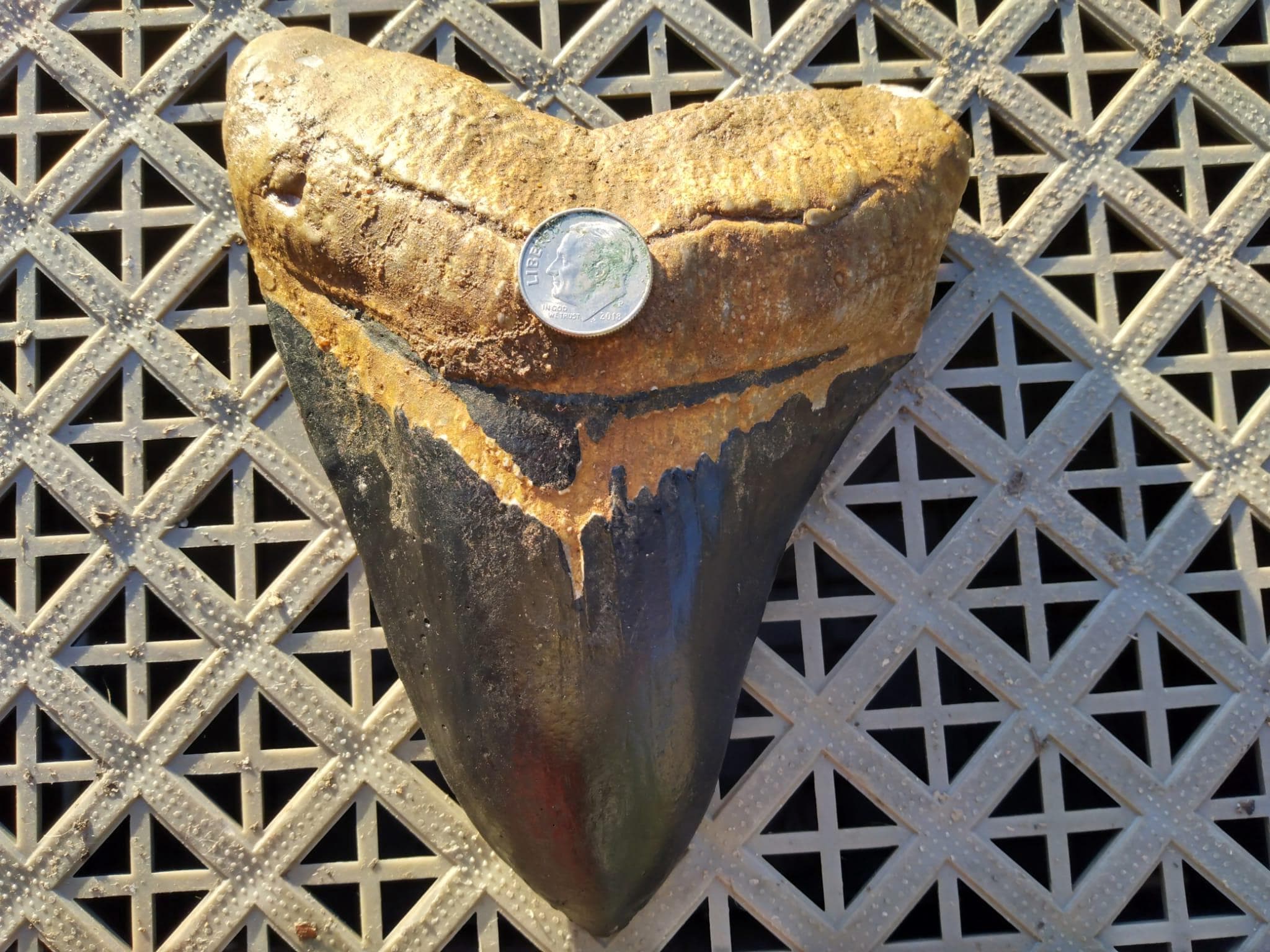 6インチ メガロドンの歯の化石 サメ 恐竜 説明を読む - Etsy 日本