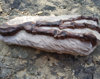 Molde completo de mano y brazo de dinosaurio fósil Allosaurus T-Rex Jurásico Coleccionable Cretácico