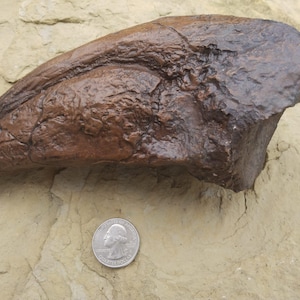 9 Inch T-Rex Toe Claw Fossil Dinosaur Jurassic Park