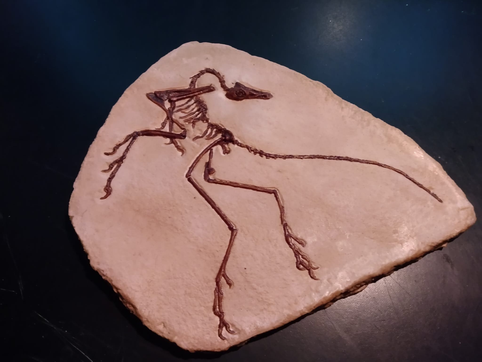 Archaeopteryx in Matrix the 