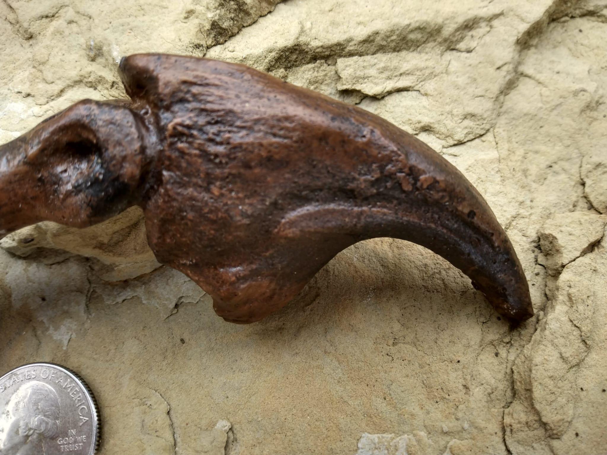 アロサウルスの爪化石(フットクロー) 『megalodonさん専用』 楽天市場】【送料無料】【アロサウルス /恐竜/化石】 アロサウルス 爪