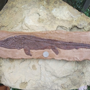 Young Ichthyosaurus in Matrix Fossil Dinosaur Aquatic
