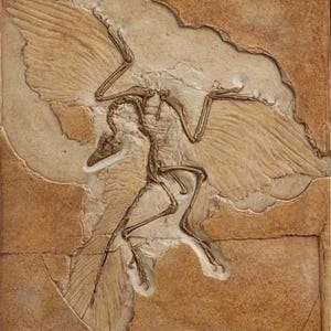 Op de afbeelding: Een fossiel van een Archaeopteryx, een vogelachtige dinosaurus, met zijn vleugels uitgespreid. Het fossiel is bewaard in een lichtbruine rots.